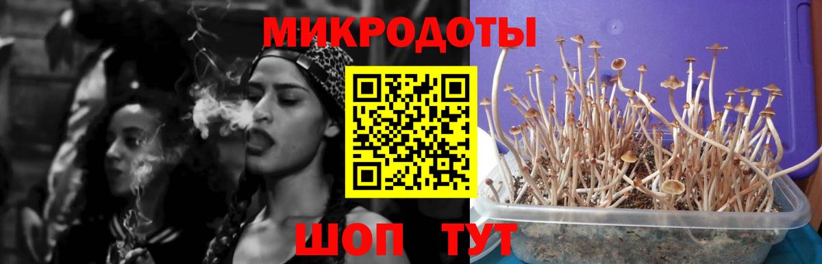 Псилоцибиновые грибы Psilocybine cubensis Великий Новгород